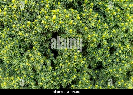 Fresh Spring Growth on Dense Evergreen Conifer. Fresh yellow-green buds emerge among dense blue-green needles on an evergreen conifer. Stock Photo