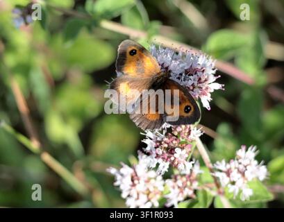 A Gatekeeper butterfly feeds on verbena in Sussex Stock Photo