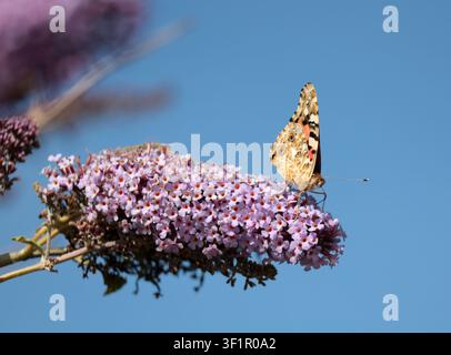 A Painted Lady butterfly feeds on buddleia in Sussex Stock Photo