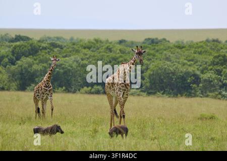 Giraffes and warthogs graze on a vast plain with trees in the background, Masai giraffe (Giraffa camelopardalis), Masai Mara National Reserve, Narok C Stock Photo