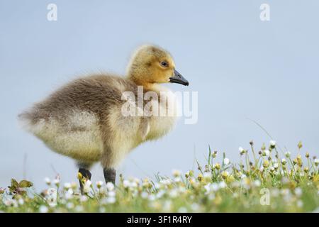 A Canada goose (Branta canadensis) chick stands in a meadow full of daisies, North Rhine-Westphalia, Germany Stock Photo