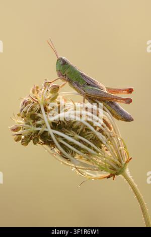 Meadow grasshopper (Chorthippus parallelus), female, North Rhine-Westphalia, Germany Stock Photo