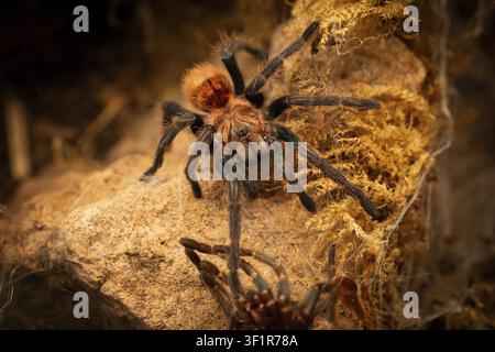 Tarantula on rock in the jungle surrounded by spider web, Chromatopelma cyaneopubescens, also known as green boot blue tarantula of the GBB spider, te Stock Photo