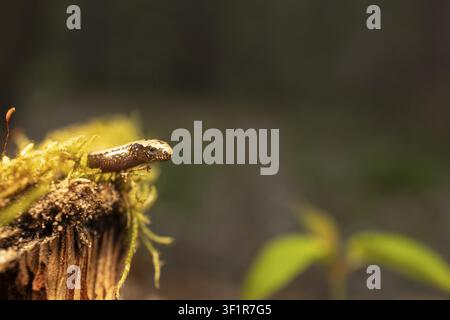 A lizard rests on a moss-covered tree trunk in the forest, a close-up of a small slow worm (Anguis fragilis) on moss-covered ground, Baden-Wuerttember Stock Photo