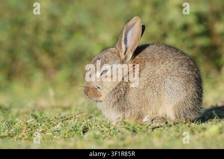 Wild rabbit (Oryctolagus cuniculus), a young rabbit sitting in a meadow, North Rhine-Westphalia, Germany Stock Photo