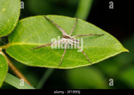 American Nursery Web Spider (Pisaurina mira) - Female Stock Photo