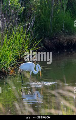 A great egret in creek along beach road on assateague island, virginia. Catch a small mullet and feeding on it. Stock Photo