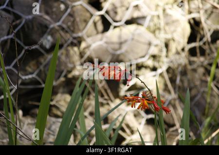 Cluster of orange crocosmia flowers with arching stems and long swordlike leaves against a wire mesh and stone background, shallow depth and soft focu Stock Photo