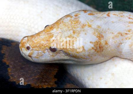 reticulated python - albino, Netzpython, python réticulé, Malayopython reticulatus, kockás piton Stock Photo