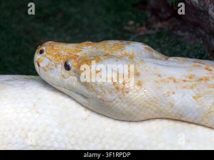 reticulated python - albino, Netzpython, python réticulé, Malayopython reticulatus, kockás piton Stock Photo