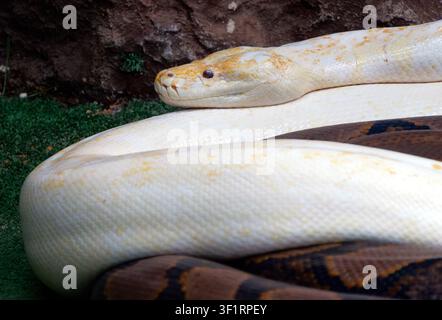 reticulated python - albino, Netzpython, python réticulé, Malayopython reticulatus, kockás piton Stock Photo