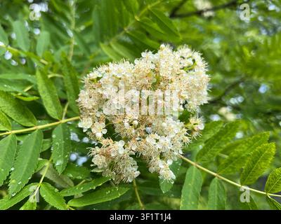 White rowan tree blossoms cluster on a branch with green leaves Stock Photo