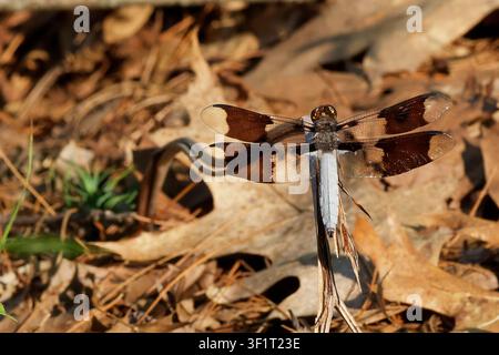 Male Common Whitetail Dragonfly Perched Above Dry Leaf Litter Stock Photo