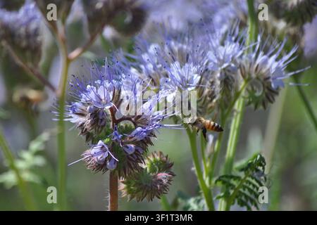 Blooming Lacy Fiddleneck with hoovering Honey Bee Stock Photo