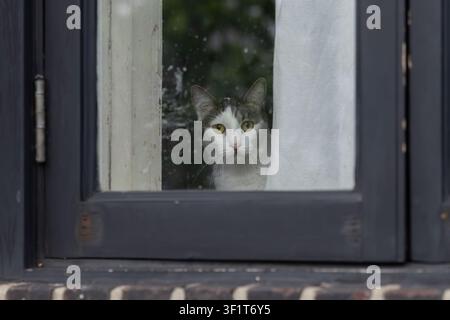 Domestic cat peeking through glass window pane next to white curtain. Making eye contact. Stock Photo