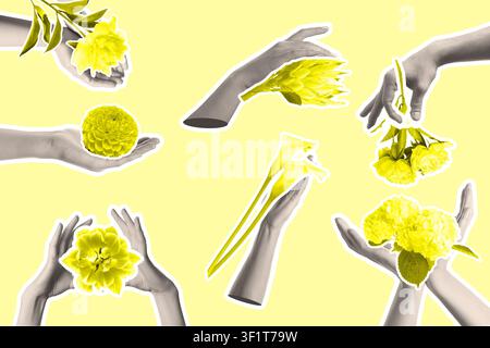 Collage of diverse hands holding various yellow flowers, floral design and creative art concept, isolated on a bright background Stock Photo