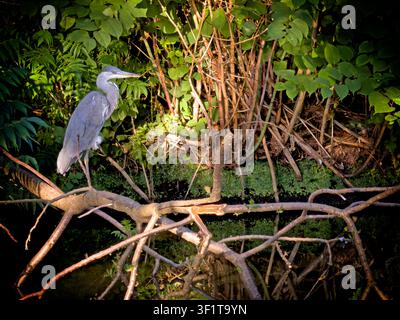 Grey Heron Ardea cinerea on banks of the Bridgewater Canal, Grappenhall, Cheshire, WA4 2SJ Stock Photo