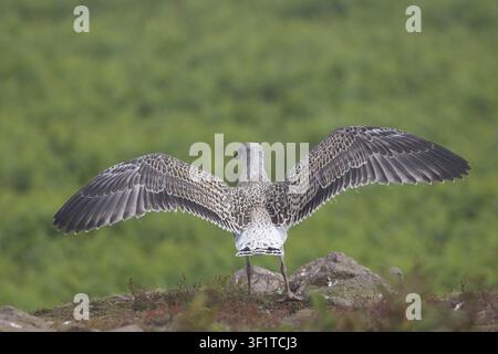 Juvenile herring gull spreading its wings from behind while perched on a rocky edge against a lush green background, Skomer Island, Wales, UK. Stock Photo