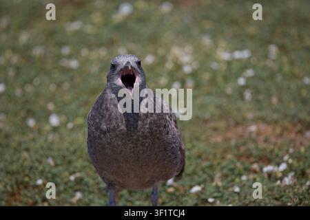 A juvenile herring gull stands on a grassy patch with its beak wide open, calling or begging for food from a front-facing perspective. Stock Photo