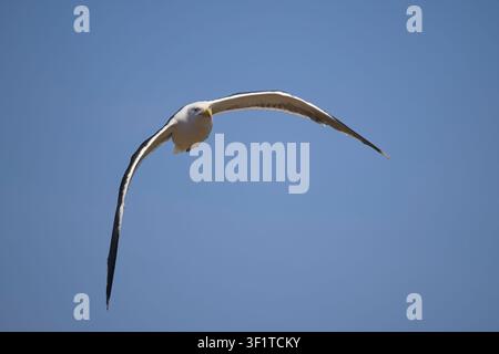 A lesser black-backed gull gliding gracefully with fully extended arched wings against a clear, solid blue sky background. Stock Photo