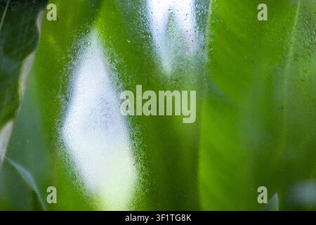 A lush green leaf texture seen through fogged glass creating soft abstract botanical pattern with dewdrops and diffused light, tranquil natural mood Stock Photo