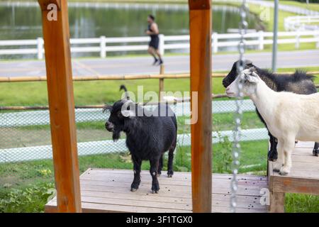 A playful miniature goat standing on wooden platform with companion nearby in fenced park enclosure, lake and jogger visible in soft background creati Stock Photo