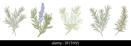 Set of colorful rosemary herb flat illustrations  Stock Vector