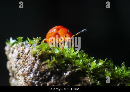 A red leaf beetle on green moss with dark background, close up macro showing shiny orange insect and textured wet soil, delicate antenna and tiny legs Stock Photo