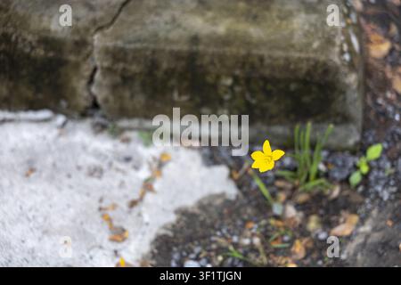 A small yellow daffodil growing through crack in concrete near mossy curb, solitary bloom adding bright contrast and hope in urban decay Stock Photo