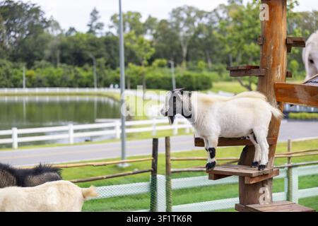 A white and black goat standing on wooden platform by pond and fenced pasture, playful rural scene with trees and grassy landscape Stock Photo