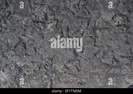 Close-up of chicken footprints on dry cracked soil. Natural ground texture in a rural environment, suitable for agriculture. Stock Photo