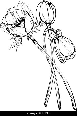 Anemone or poppy flowers, three bud with long stem and leaves. Hand drawing vector line art with ink outlines. Realistic garden windflowers Stock Vector