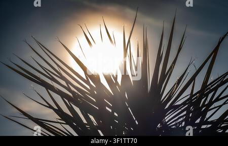 Palm tree silhouetted against bright sun with sharp radiating fronds Stock Photo
