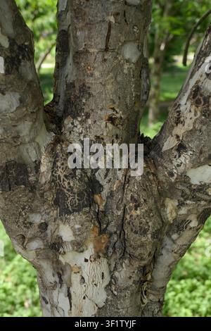 Detailed Tree Bark Texture with Natural Patterns and Organic Growths Stock Photo
