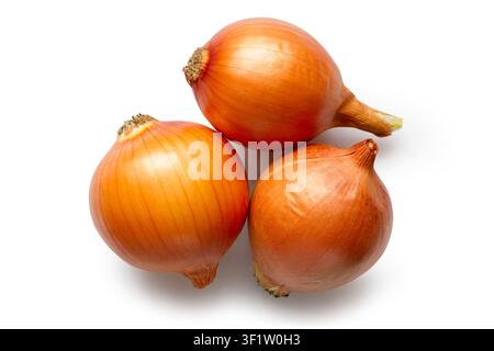 Three natural onion bulbs on a white background. Large organic bulbs with shade. Stock Photo