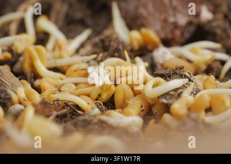 Sprouts growing in soil during springtime in a garden Stock Photo