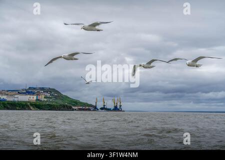 Seagulls birds flying over Bering sea waves during the stormy weather with Anadyr city coastline in the background. Stock Photo