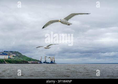 Seagulls birds flying over Bering sea waves during the stormy weather with Anadyr city coastline in the background. Stock Photo