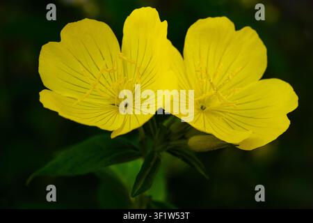 Yellow Oenothera biennis (evening primrose) flowers  blooming in a garden, with a soft blurred green background. Natural floral image ideal for botani Stock Photo