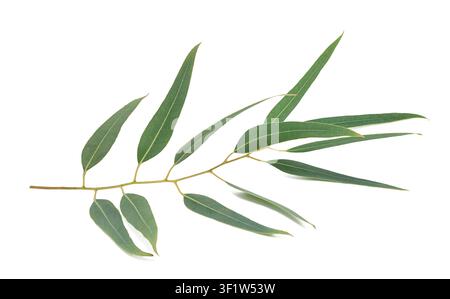 Fresh eucalyptus branch with vibrant green leaves isolated on a white background. Natural botanical element ideal for healthcare, aromatherapy, floral Stock Photo