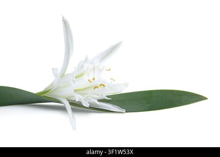 Pancratium maritimum, commonly known as sea daffodil, isolated on  white background.  Mediterranean coastal flower with detailed petals, suitable for Stock Photo