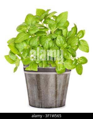 Fresh  basil plants in vase  isolated on white Stock Photo