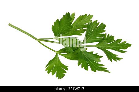 Fresh parsley sprig isolated on white background Stock Photo