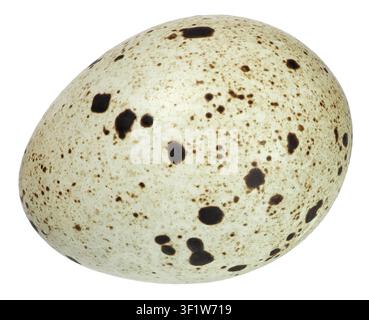 Quail egg isolated on white background Stock Photo