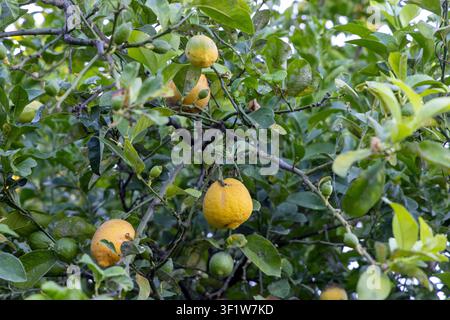 Several ripe and unripe lemons hanging from a lemon tree, surrounded by vibrant green leaves and branches Stock Photo