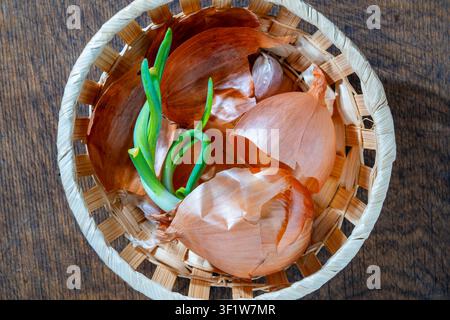 Top view of sprouting onion bulb with fresh green scallion leeks and dry golden skin textures in woven basket on wooden table, close up. Conceptual im Stock Photo