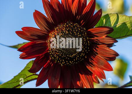 Decorative sunflower flower on a sunny summer day. Dark red to orange color sunflowers close up in bloom in the garden. Bright colorful floral backgro Stock Photo