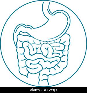 Digestive system human anatomic icon in thin line - stomach and Intestine Stock Vector