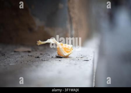 cracked open egg on outdoor concrete surface close-up neutral mood everyday objects food waste editorial content visual story design resource web Stock Photo
