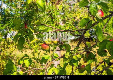Apples hanging on a tree branches in a garden Stock Photo